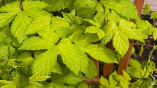 Humulus Lupulus 'Aureus' (Yellow Hop) – The NuScape Store