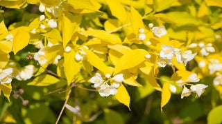 Philadelphus Coronarius 'Aureus' (Golden Mockorange)