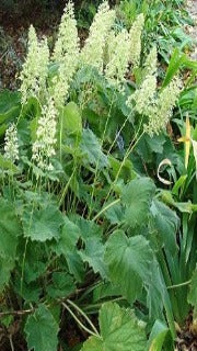 Heuchera Macrorhiza 'Autumn Bride' (Coral Bells)