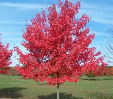 Acer Saccharum Autumn Fest (Autumn Fest Sugar Maple)