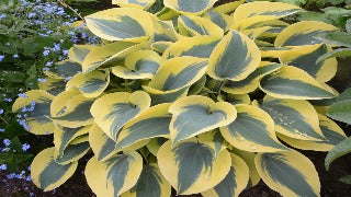 Hosta 'Autumn Frost' (Plantain Lily)