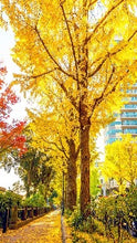 Load image into Gallery viewer, Ginkgo Biloba &#39;Autumn Gold&#39; (Autumn Gold Maidenhair Tree)
