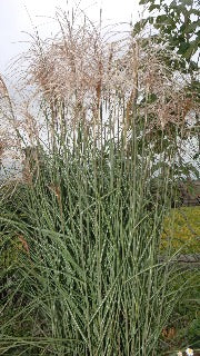 Miscanthus Sinensis 'Autumn Light' (Autumn Light Maiden Grass)