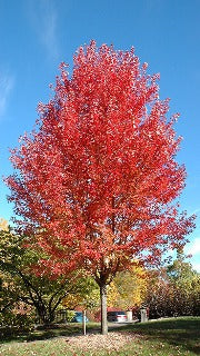 Acer x Freemanii Autumn Blaze 'Jeffersred' (Autumn Blaze Maple)