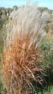 Miscanthus Sinensis 'Autumn Red' (Autumn Red Maiden Grass)