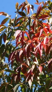 Aesculus x Arnoldiana 'Autumn Splendor' (Autumn Splendor Horsechestnut)