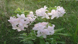 Azalea 'White Lights'