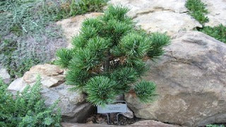 Pinus Parviflora Var. Pentaphylla 'Azuma' (Dwarf Japanese White Pine)