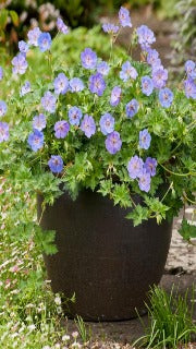 Geranium x 'Azure Rush' (Azure Rush Cranesbill)