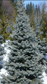 Picea Pungens 'Baby Blue' (Baby Blue Spruce)
