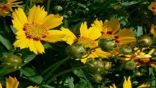 Coreopsis Lanceolata Baby Sun (Lance-leaved Tickseed)