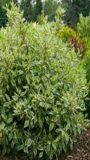 Cornus Alba Ivory Halo 'Bailho' (Ivory Halo Dogwood)