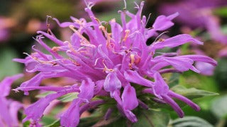 Monarda Didyma Balmy Lilac (Balmy Lilac Bee Balm)