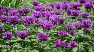 Monarda Didyma Balmy Purple (Balmy Purple Bee Balm)