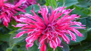 Monarda Didyma Balmy Rose (Balmy Rose Bee Balm)