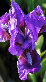 Iris Pumila 'Banbury Ruffles' (Standard Dwarf Iris)