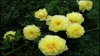 Paeonia Itoh 'Bartzella' (Intersectional Peony)