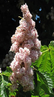 Aesculus Hippocastanum 'Baumannii' (Bauman Horsechestnut)