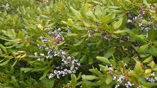 Myrica Pensylvanica (Bayberry)
