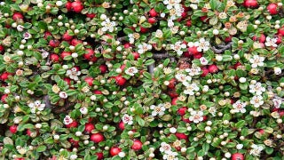 Cotoneater Dammeri (Bearberry Cotoneaster)