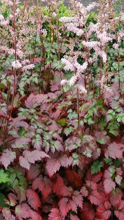 Astilbe Arendsii Colour Flash 'Beauty of Ernst' (Color Flash Astilbe)
