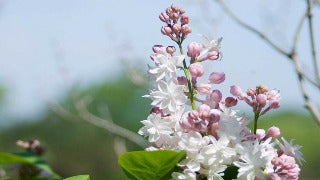 Syringa x Vulgaris 'Beauty Of Moscow' (French Hybrid Lilac)