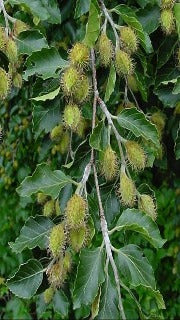 Fagus Sylvatica (European Beech)