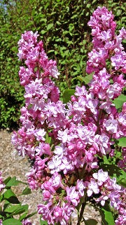 Syringa x Vulgaris 'Belle De Nancy' (French Hybrid Lilac)