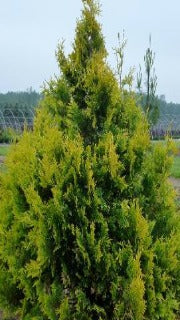 Thuja Occidentalis 'Berkman's Gold ('Aurea Nana')' (Berkman's Gold Cedar)