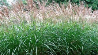 Miscanthus Sinensis 'Berlin' (Berlin Maiden Grass)