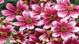 Coreopsis x 'Berry Chiffon' (Tickseed)