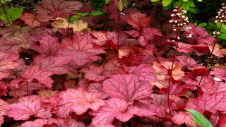 Heuchera x 'Berry Smoothie' (Coral Bells)