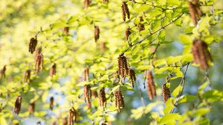 Betula Lenta (Sweet Birch)