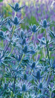 Eryngium Zabelii 'Big Blue' (Sea Holly / Blooms of Bressingham)