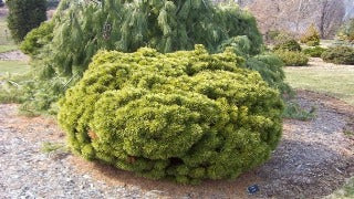 Pinus Mugo 'Big Tuna' (Big Tuna Mugo Pine)