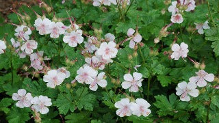 Geranium x Cantabrigiense 'Biokovo' (Dwarf Cranesbill)