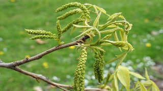 Carya Cordiformis (Bitternut Hickory)