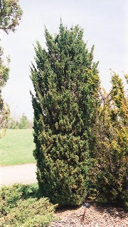 Juniperus Chinensis 'Blaauw' (Blaauw's Juniper)