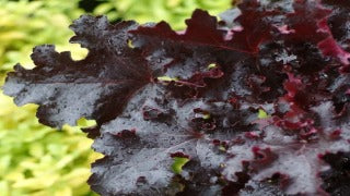 Heuchera x 'Black Beauty' (Coral Bells)