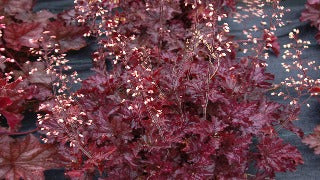 Heuchera x 'Blackberry Crisp' (Coral Bells)