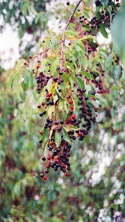 Prunus Serotina (Black Cherry)