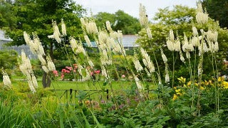 Cimicifuga Racemosa (Black Snakeroot)