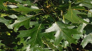 Quercus Velutina (Black Oak)