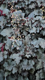 Heuchera x 'Black Pearl' (Coral Bells)