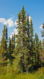 Picea Mariana (Black Spruce)