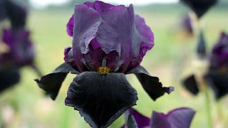 Iris Germanica 'Black Swan' (Tall Bearded Iris)