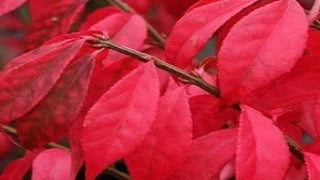 Euonymus Alatus 'Blade Runner' (Burning Bush)