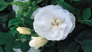Rosa 'Blanc Double De Coubert'
