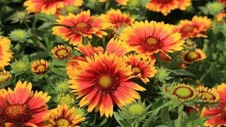 Gaillardia Aristata (Blanket Flower)