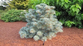 Pinus Parviflora 'Blauer Engel' (Blue Angel Japanese White Pine)